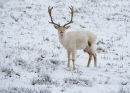 White Fallow